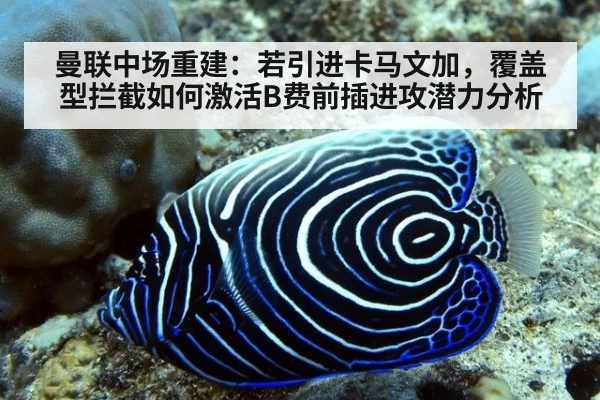 曼联中场重建:若引进卡马文加,覆盖型拦截如何激活B费前插进攻潜力分析